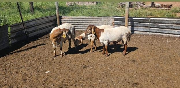 Sheep